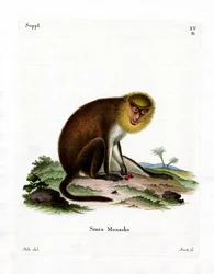 Saki monaco