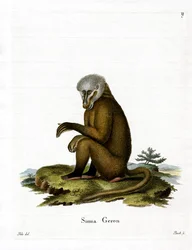 Scimmia