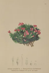 Silene acaulis