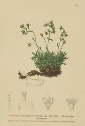 Sassifraga muschiosa