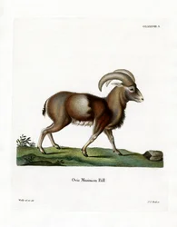 Muflone
