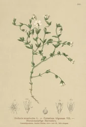 Stellaria cerastioides