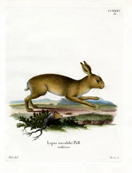 Lepre di montagna