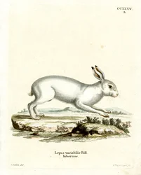 Lepre di montagna