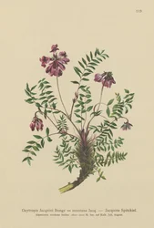 Astragalo di montagna (Oxytropis jacquini, Oxytropis montana)