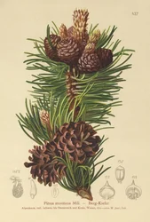 Pinus montana, Pinus mugo