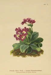 Primula montana (Primula villosa)