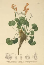 Oxyria digyna