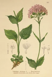 Valeriana montana