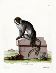 Cercopiteco dal mustacchio