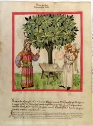 Ms.Lat.9333 fol.11 Raccolta di noce moscata, dal Tacuinum Sanitatis