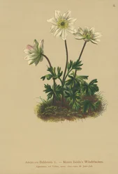 Anemone del Monte Baldo (Anemone Baldensis)