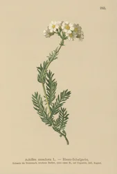 Millefoglio muschiato