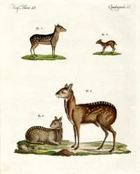 Animali muschiati