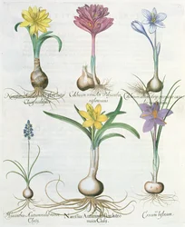 Narcisi, Crochi e Giacinti, dal Hortus Eystettensis di Basil Besler