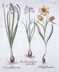 Narciso, tulipano e bucaneve estivo, da Hortus Eystettensis, di Basil Besler, pub. 1613