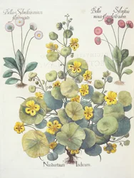 Nasturzi e Margherite, dal Hortus Eystettensis di Basil Besler, pub. 1613