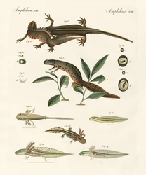 Storia naturale della salamandra marina