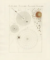 Storia naturale del ragno