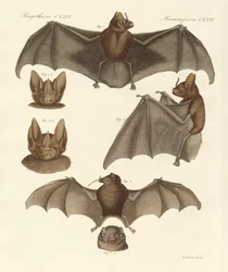 Nuovi pipistrelli
