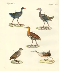 Nuovi uccelli