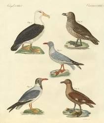 Nuovi uccelli