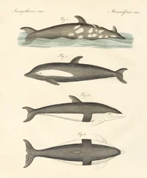 Nuovi delfini