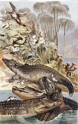 Coccodrillo del Nilo, tavola da "Brehms Tierleben: Allgemeine Kunde des Tierreichs", vol.7, p.504, pubblicato da Bibliographisches Institut