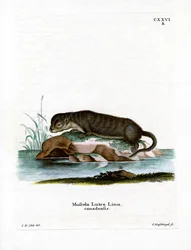 Lontra nordamericana