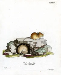 Topo delle Betulle del Nord