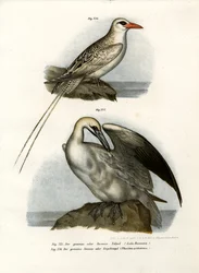 Sula bassana