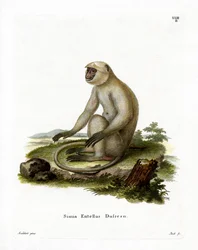 Langur Grigio delle Pianure Settentrionali