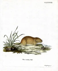 Arvicola dal Dorso Rosso del Nord