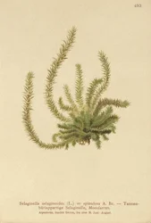 Selaginella selaginoides