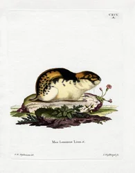 Lemming norvegese