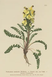 Pedicolare di Oeder (Pedicularis versicolor, Pedicularis Oederi)