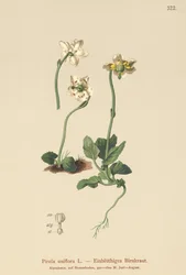 Pirola uniflora (Pirola uniflora, Pyrola uniflora, Moneses uniflora, Monesis uniflora)