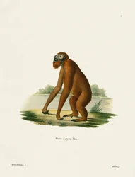 Orangutan