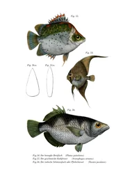 Pesce pipistrello orbicolato