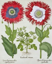 Papaveri ornamentali, da Hortus Eystettensis di Basil Besler, pub. 1613