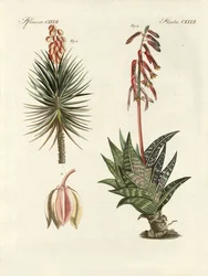 Pianta ornamentale (incisione colorata)