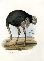Struzzo, 1864