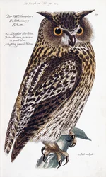 Gufo, 1733-1763