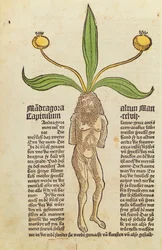 Pagina da un libro stampato