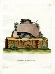 Pipistrello mastino di Pallas
