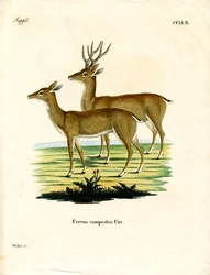 Cervo delle pampas