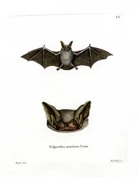 Pipistrello Particolore
