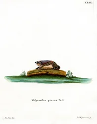 Pipistrello bicolore