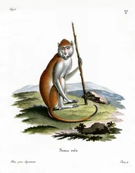 Scimmia patas