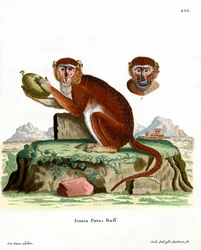 Scimmia Patas